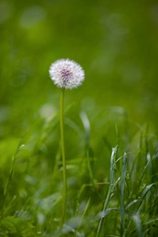 Photo of Beautiful dandelion in green grass outdoors, closeup view