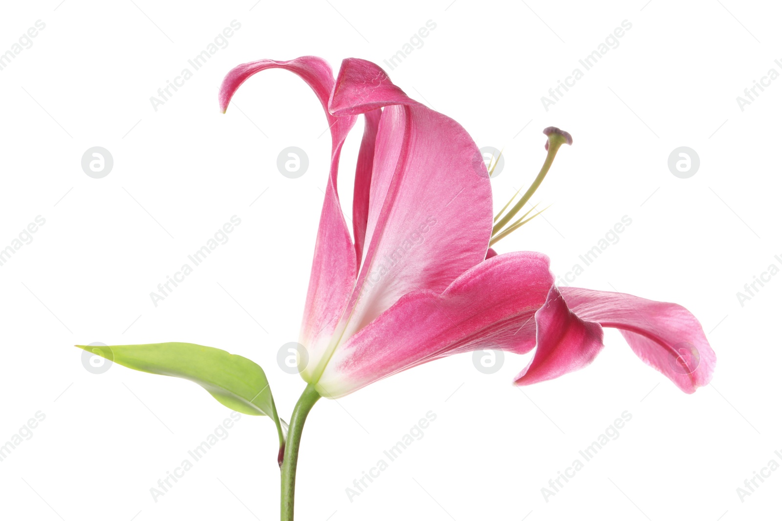 Photo of Beautiful pink lily flower isolated on white