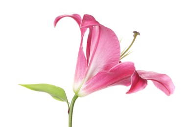 Beautiful pink lily flower isolated on white