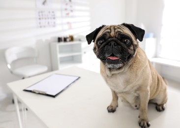 Photo of Cute pug dog on white table in clinic, space for text. Vaccination day