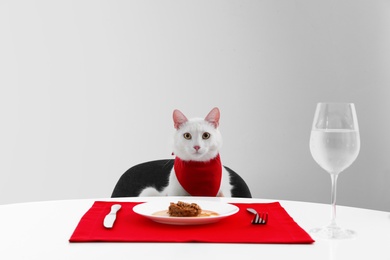 Photo of Cute cat sitting at served dining table against white background
