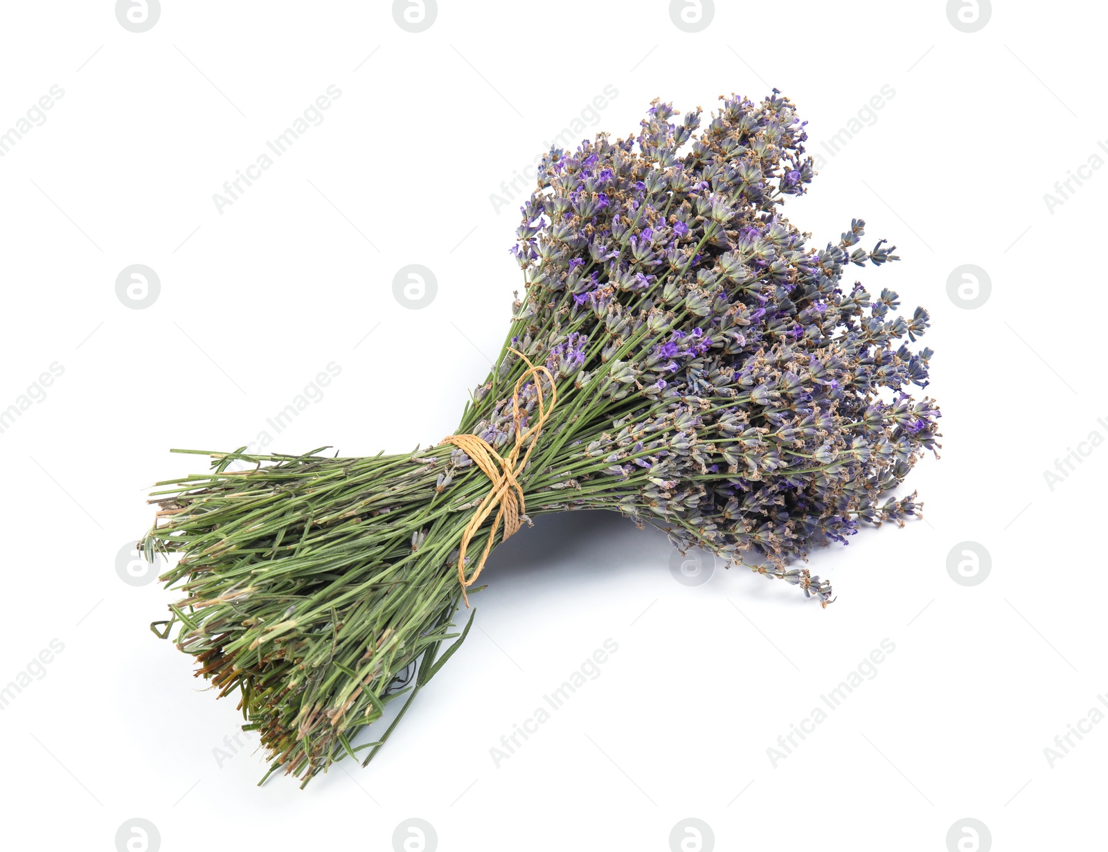 Photo of Beautiful blooming lavender flowers on white background