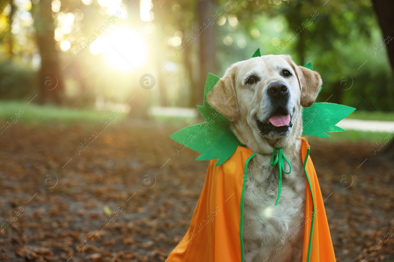 Photo of Cute Labrador Retriever dog wearing Halloween costume in autumn park. Space for text