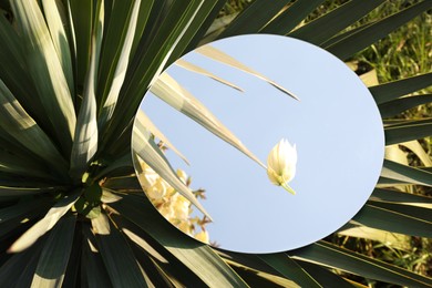 Photo of Round mirror with beautiful flower on plant leaves outdoors