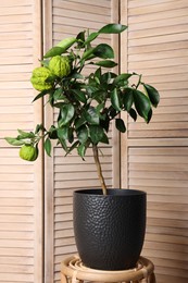 Photo of Idea for minimalist interior design. Small potted bergamot tree with fruits near folding screen