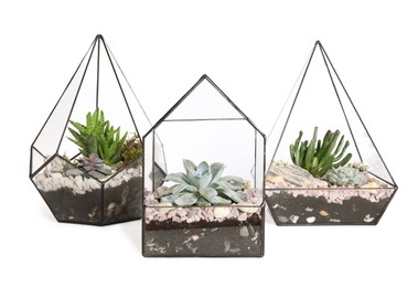 Glass florarium vases with succulents on white background