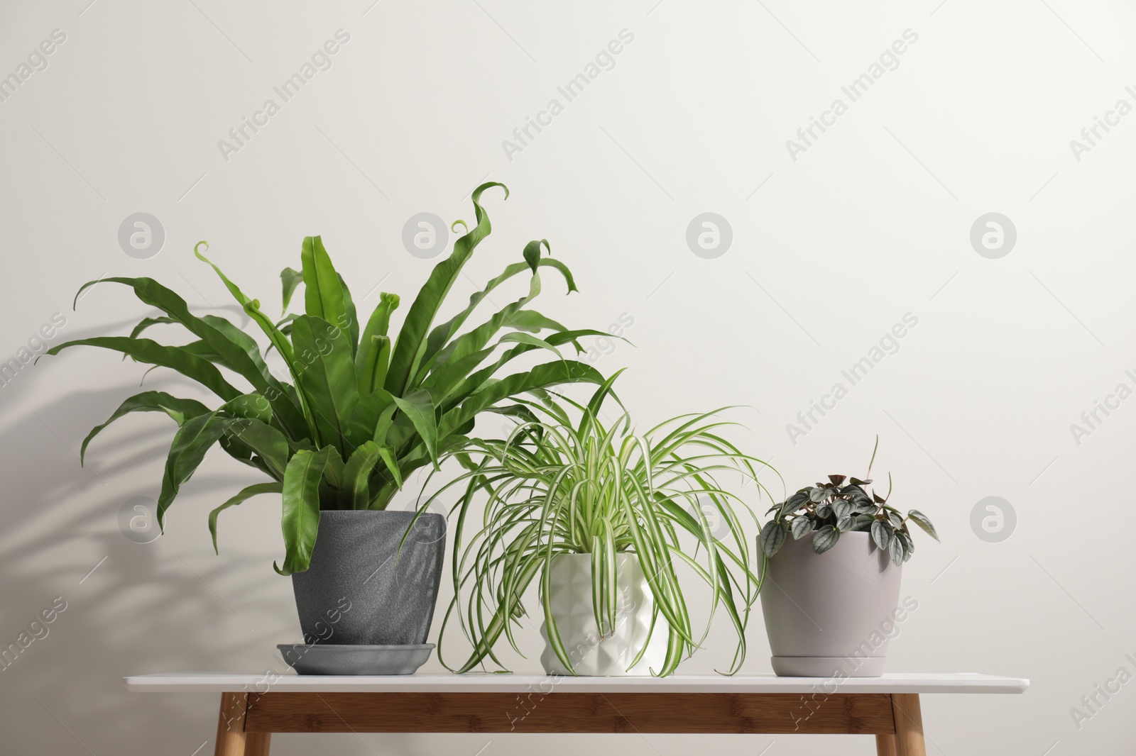 Photo of Many different houseplants in pots on wooden table near white wall