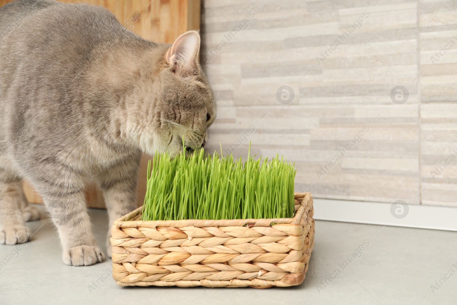 Photo of Cute cat and fresh green grass on floor near wall indoors, space for text