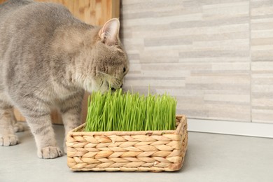 Cute cat and fresh green grass on floor near wall indoors, space for text