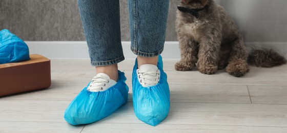 Photo of Woman wearing blue shoe covers onto her sneakers indoors, closeup. Cute Maltipoo dog on floor