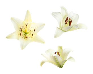 Set of beautiful blooming lilies on white background