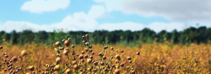 Image of Beautiful flax plants with dry capsules in field on sunny day. Banner design