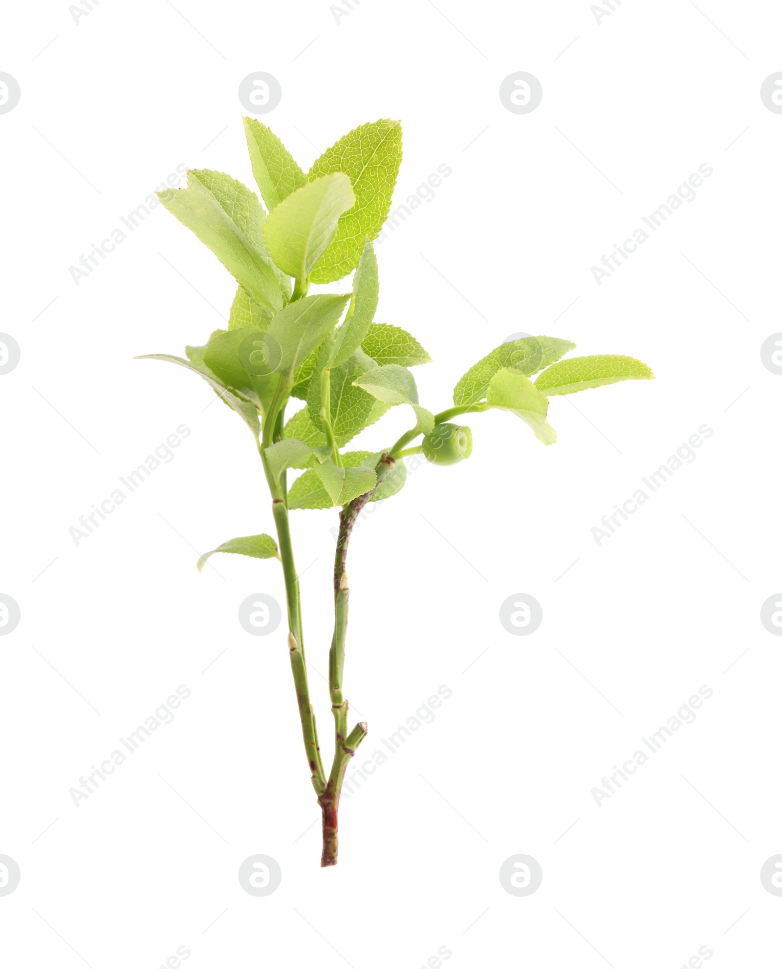 Photo of Bilberry branch with fresh green leaves isolated on white