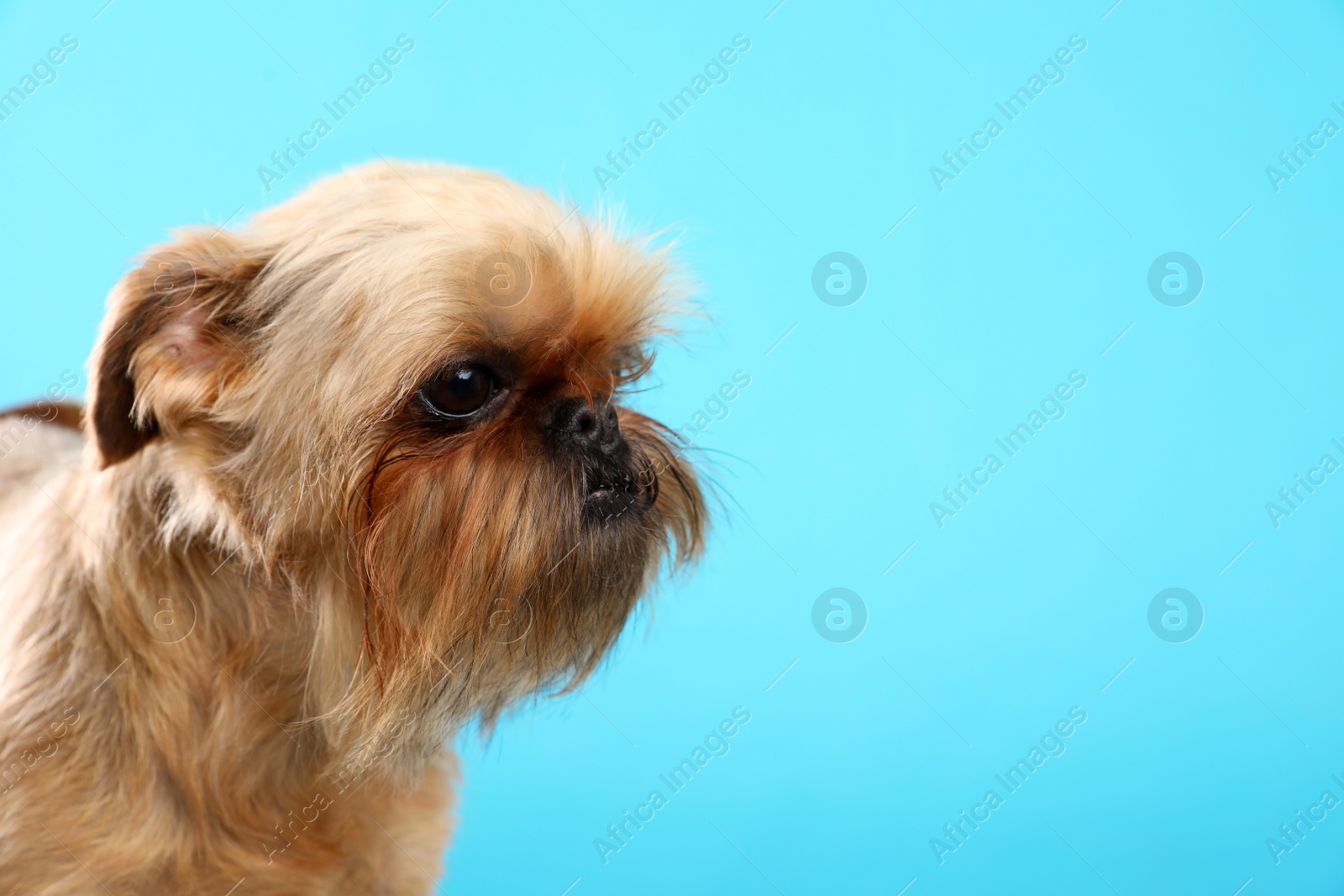 Photo of Studio portrait of funny Brussels Griffon dog on color background. Space for text