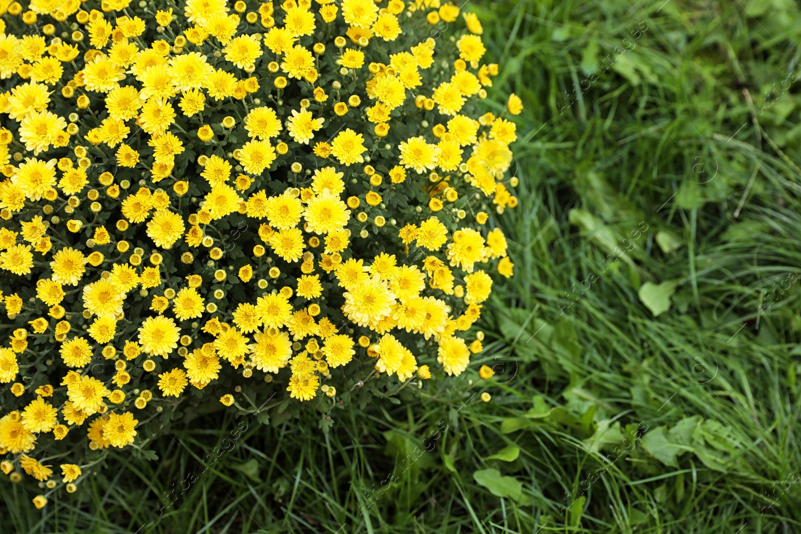 Photo of Beautiful blooming Chrysanthemum bush outdoors. Autumn flowers