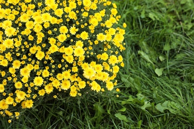 Beautiful blooming Chrysanthemum bush outdoors. Autumn flowers