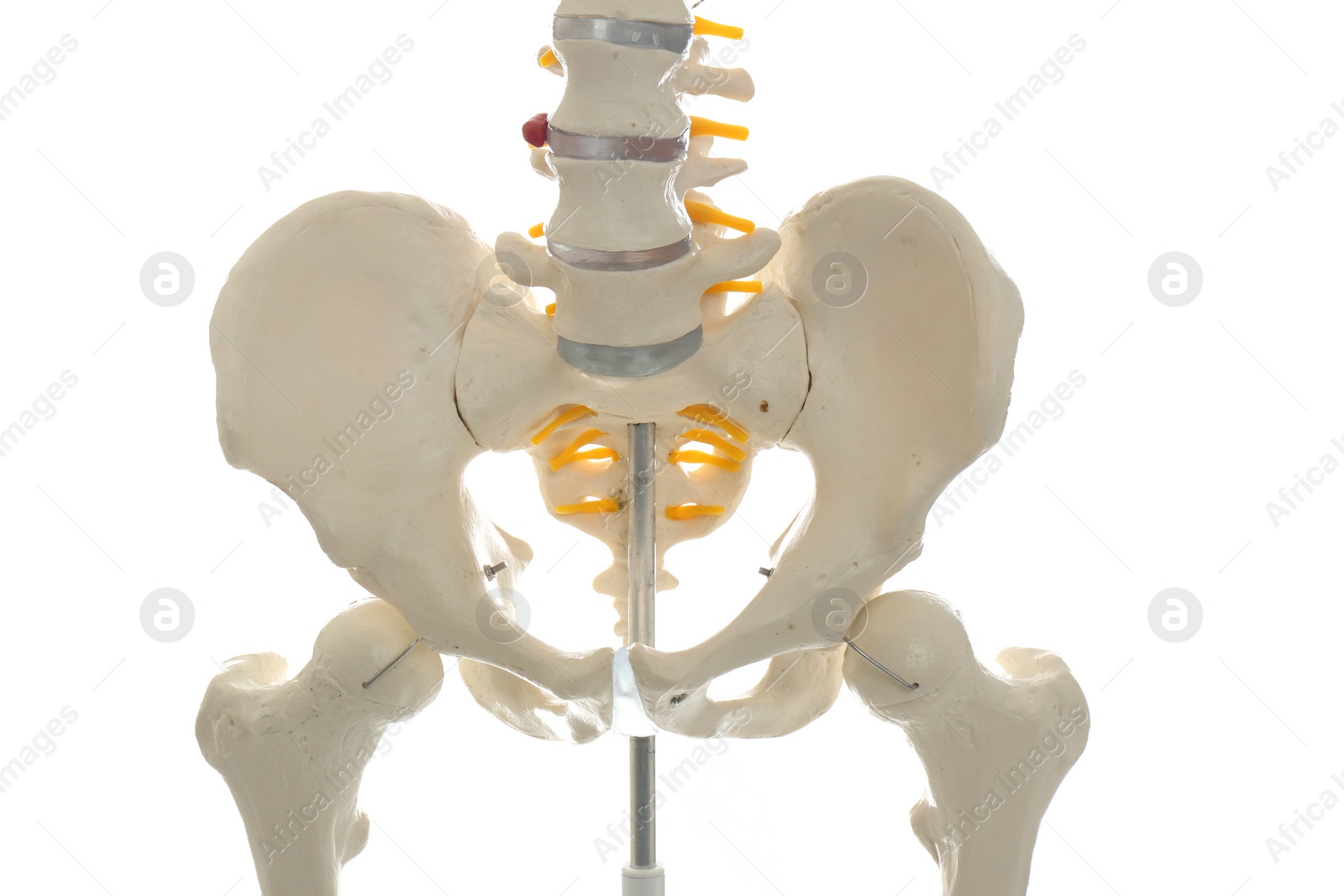 Photo of Artificial human skeleton model isolated on white, closeup