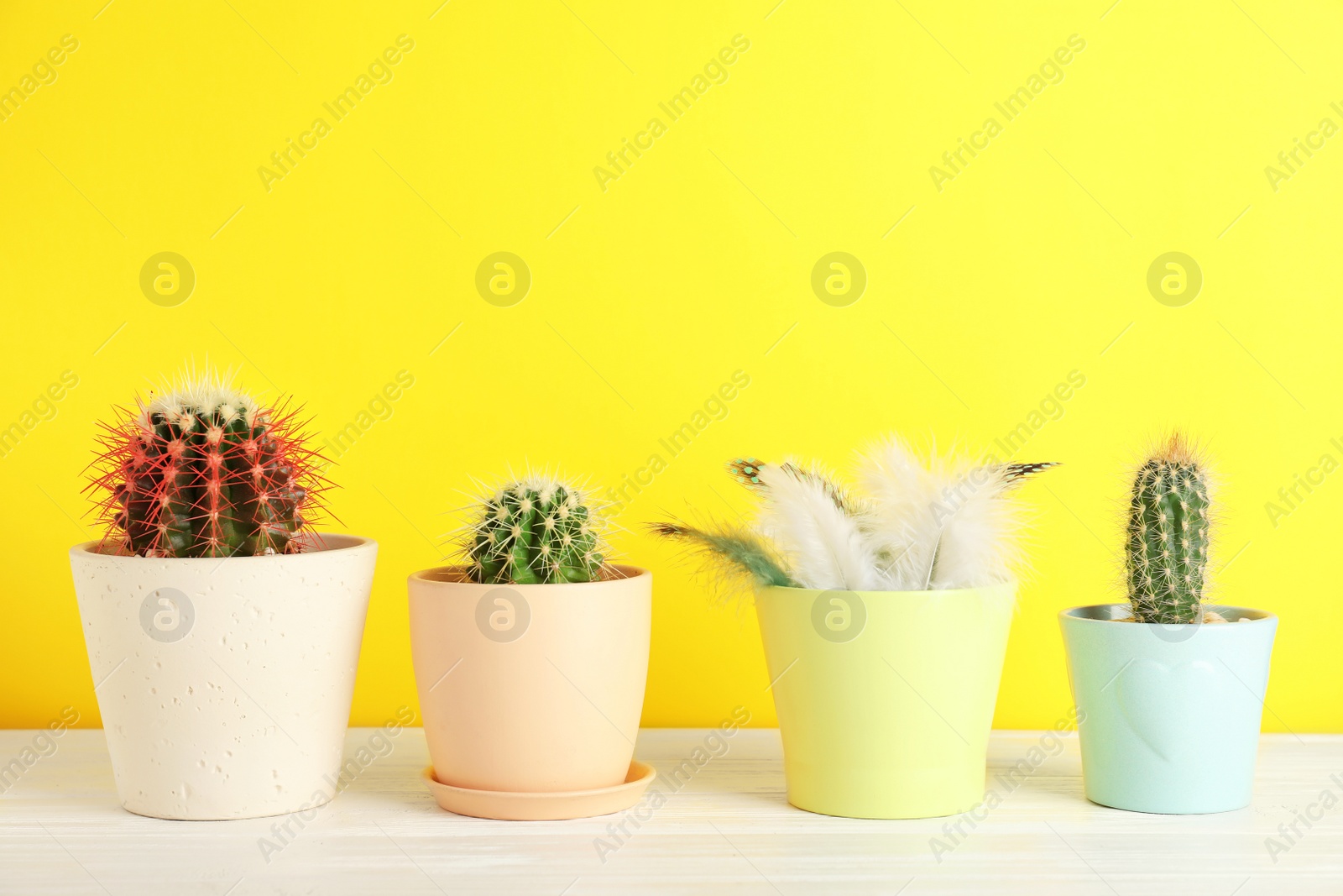 Photo of Pots with cacti and one with feathers on table against color background