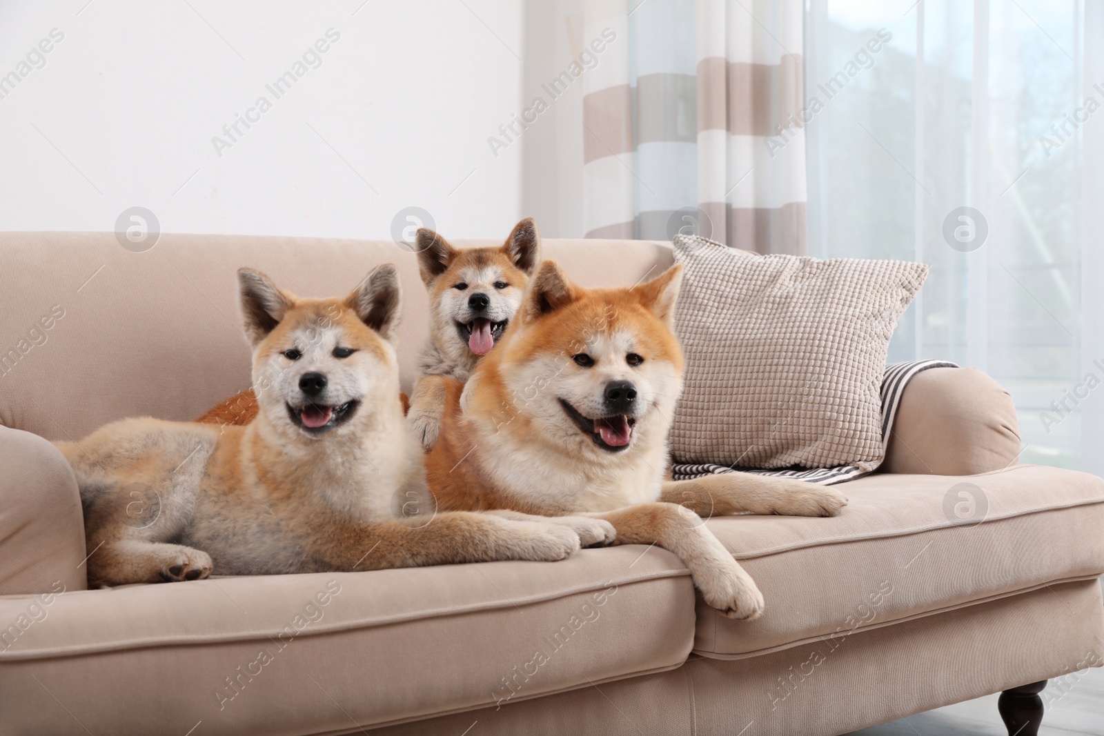 Photo of Adorable Akita Inu dog and puppies on sofa in living room