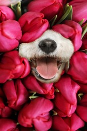 Image of Adorable Bichon surrounded by beautiful tulips flowers. Spring mood