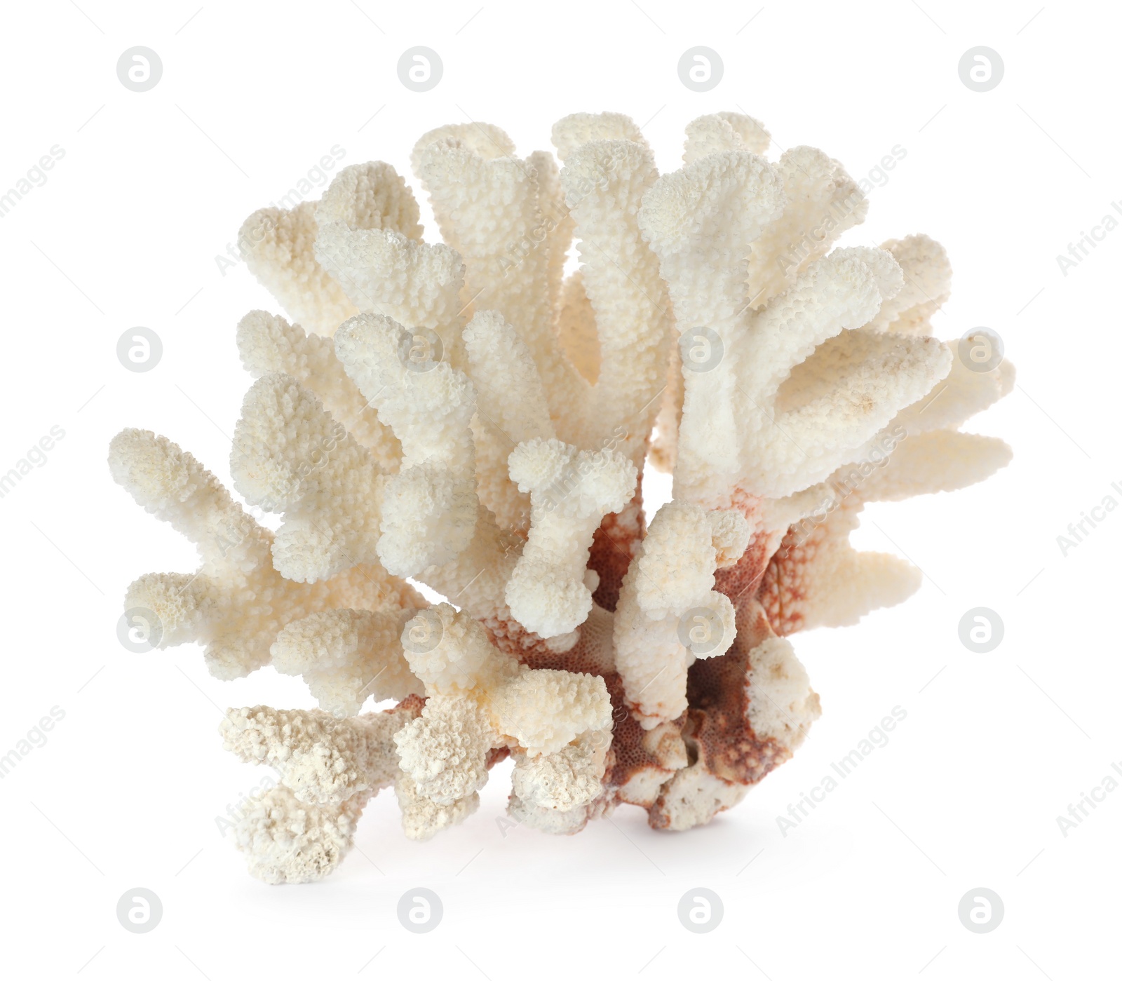 Photo of Beautiful exotic sea coral isolated on white