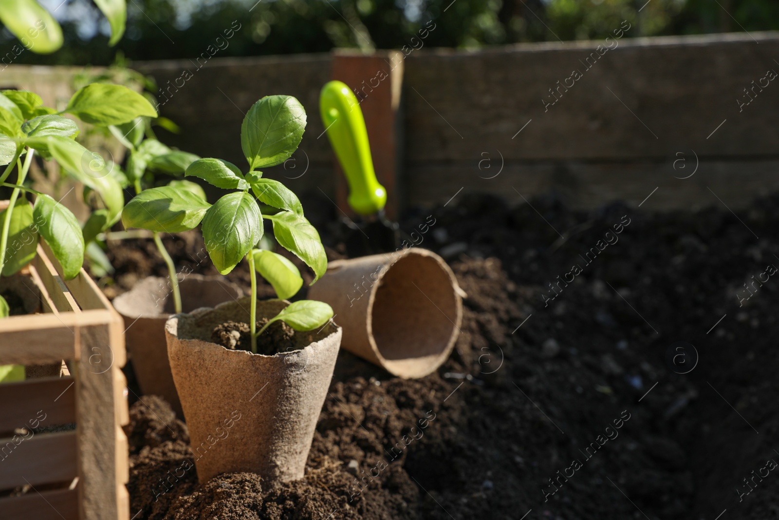 Photo of Beautiful seedlings in peat pots on soil outdoors. Space for text