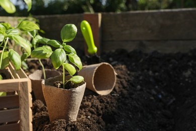 Photo of Beautiful seedlings in peat pots on soil outdoors. Space for text