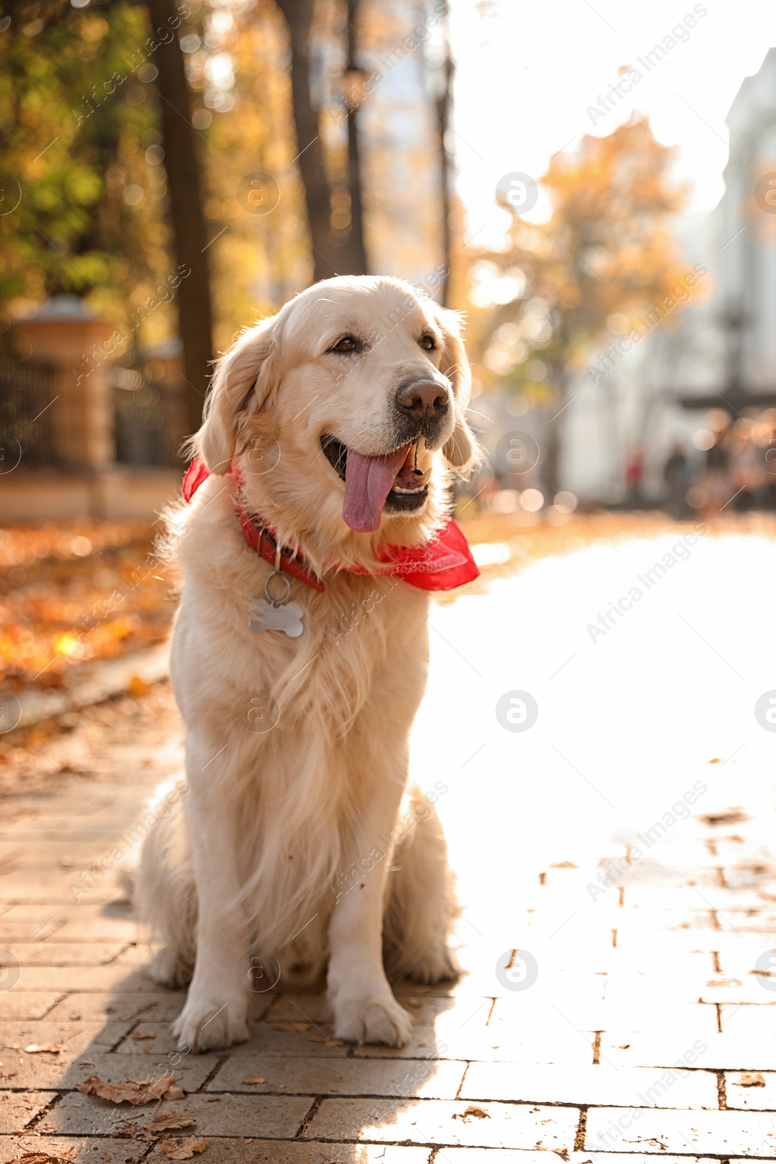 Photo of Funny Golden retriever in sunny autumn park