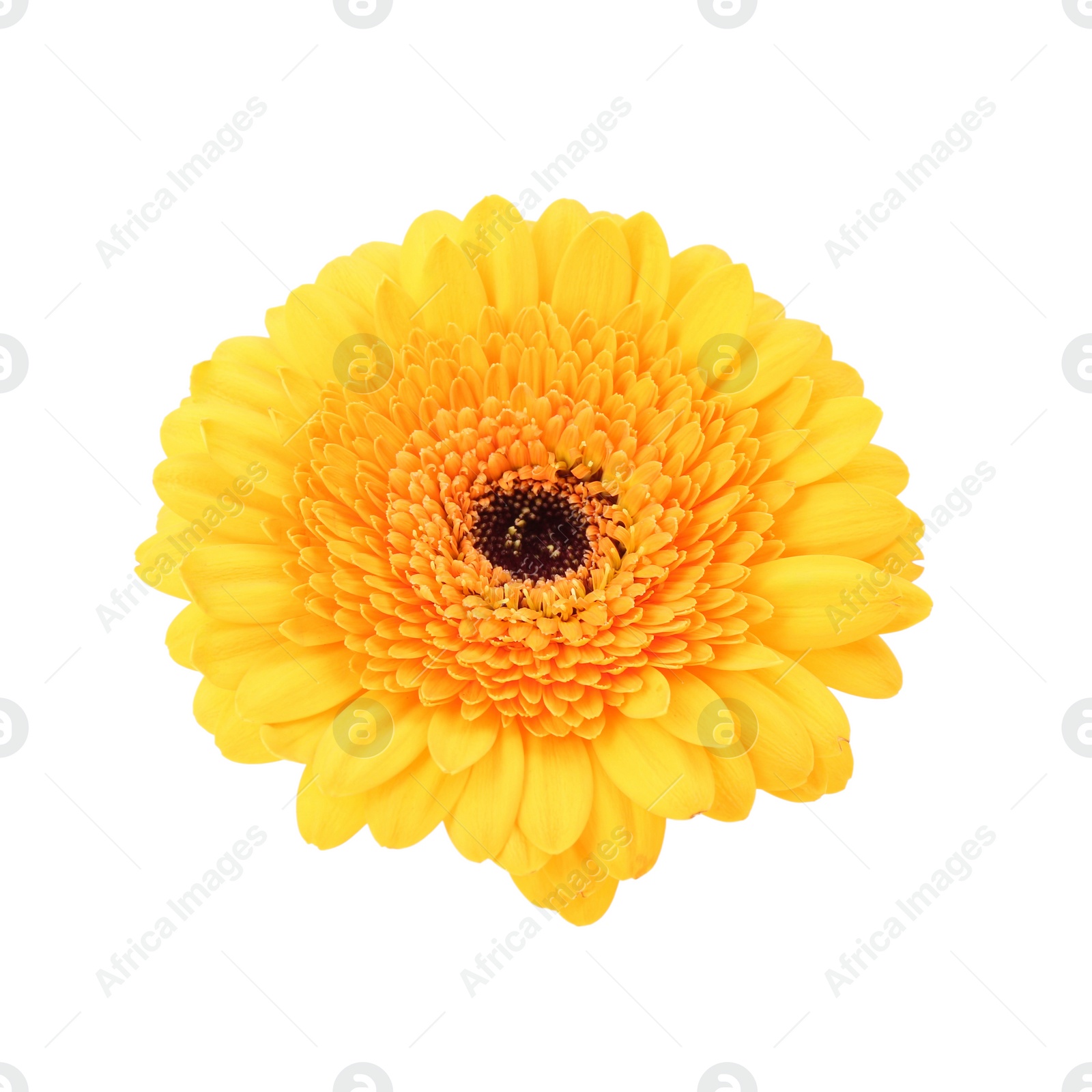 Photo of Beautiful yellow gerbera flower isolated on white