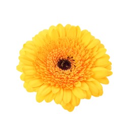 Photo of Beautiful yellow gerbera flower isolated on white