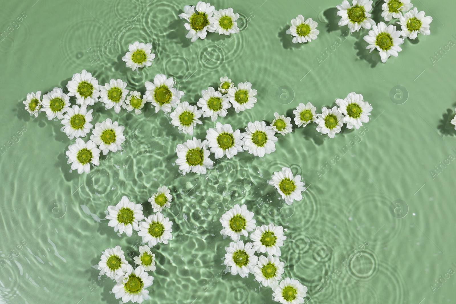 Photo of Beautiful chrysanthemum flowers in water on green background, top view