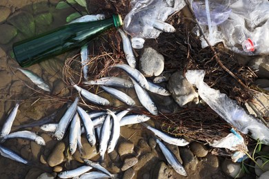 Photo of Dead fishes and trash in river, flat lay. Environmental pollution concept