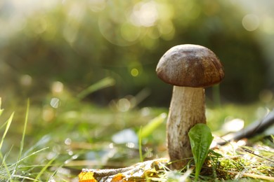 Photo of Fresh wild mushroom growing in forest, closeup. Space for text