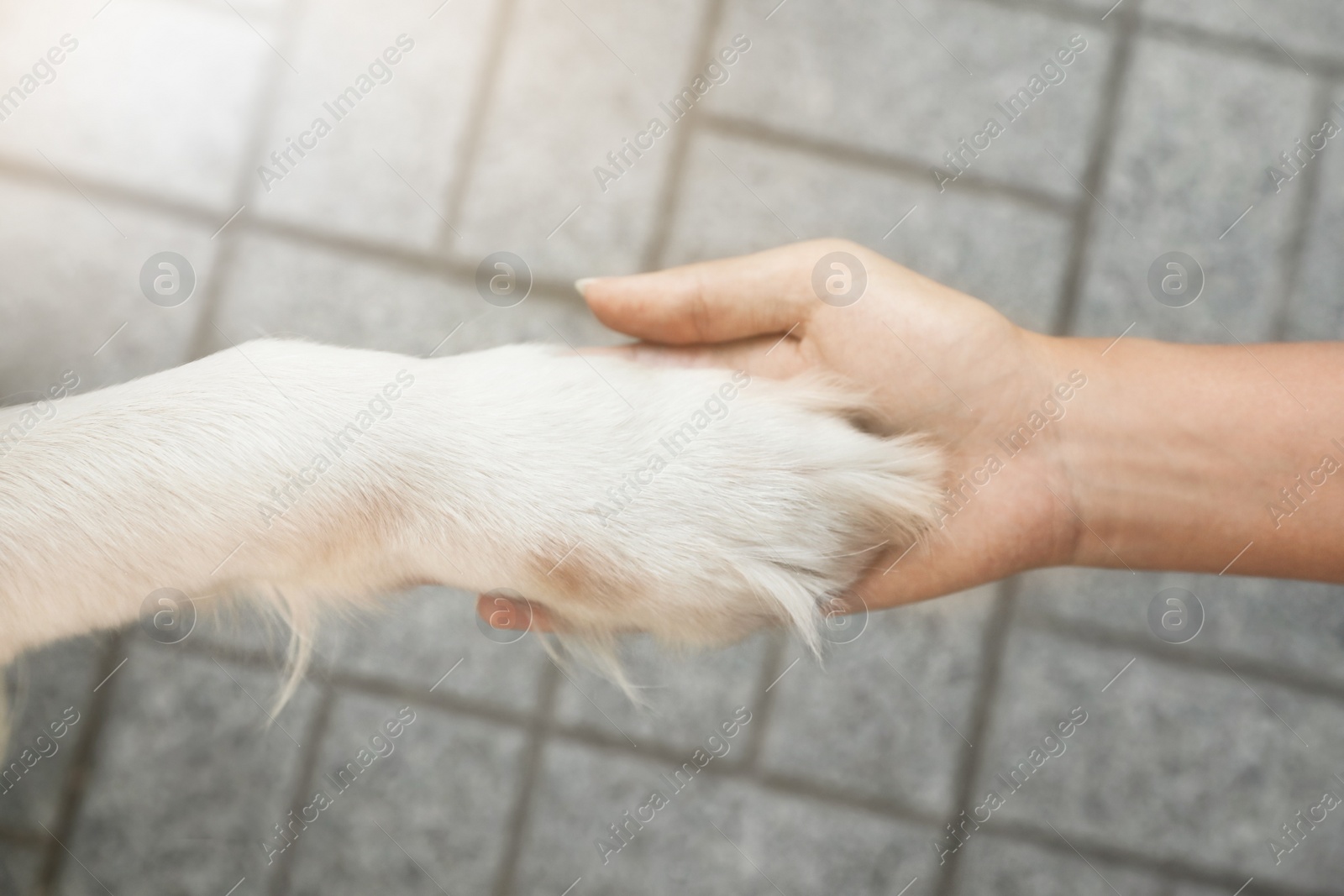 Photo of Young African-American woman and her Golden Retriever dog, closeup