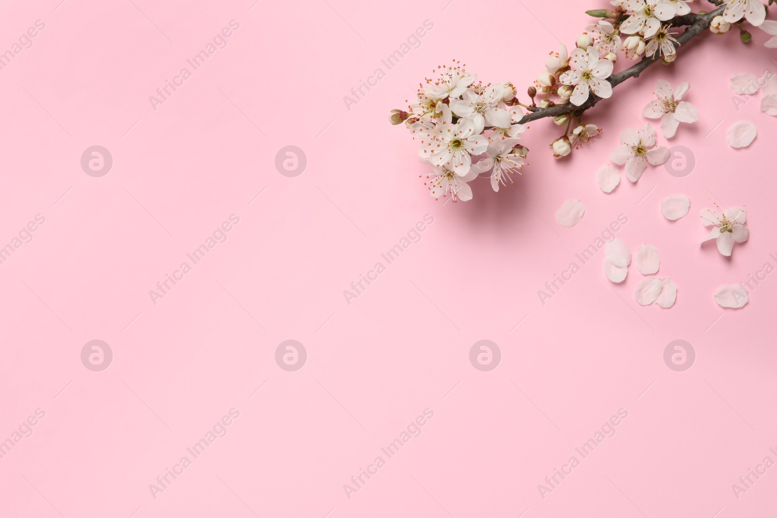 Photo of Blossoming spring tree branch on pink background, flat lay. Space for text