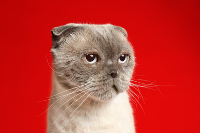 Cute Scottish fold cat on red background, closeup. Fluffy pet