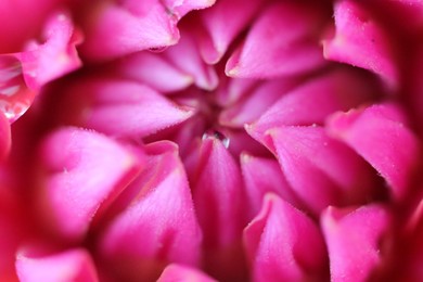 Photo of Beautiful pink Dahlia flower with water drops as background, macro view