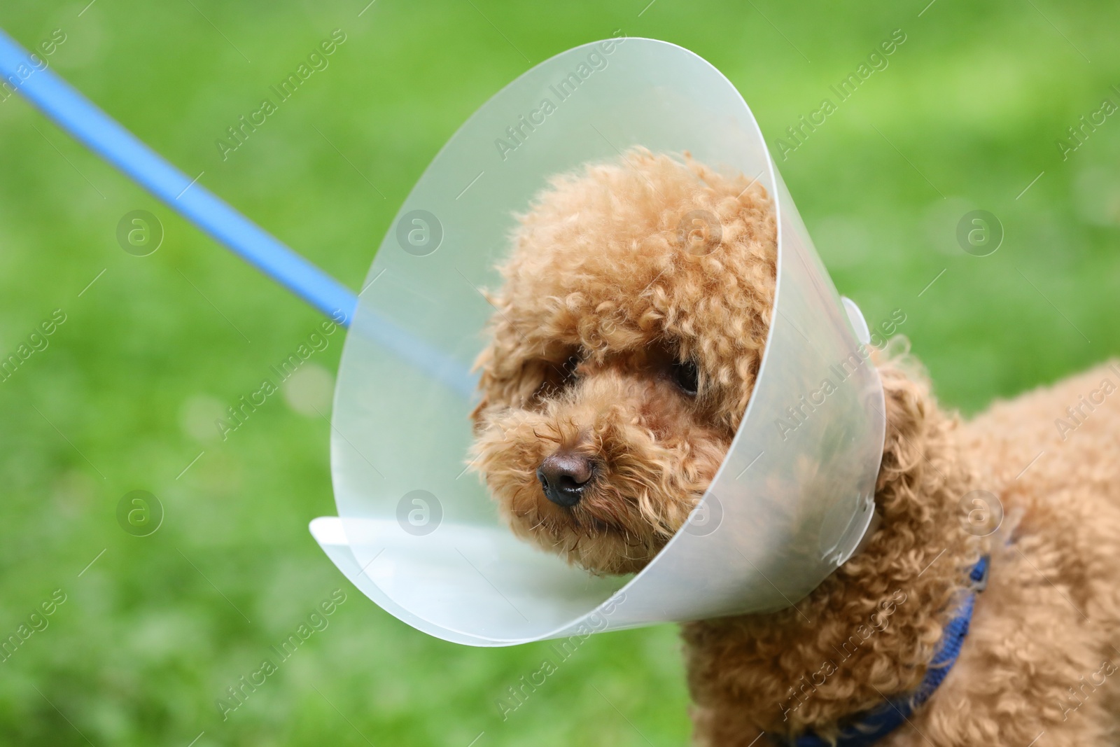 Photo of Cute Maltipoo dog wearing Elizabethan collar outdoors, closeup