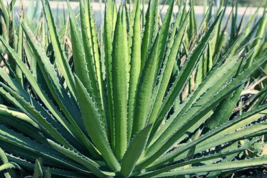 Photo of Closeup view of beautiful Agave plant growing outdoors