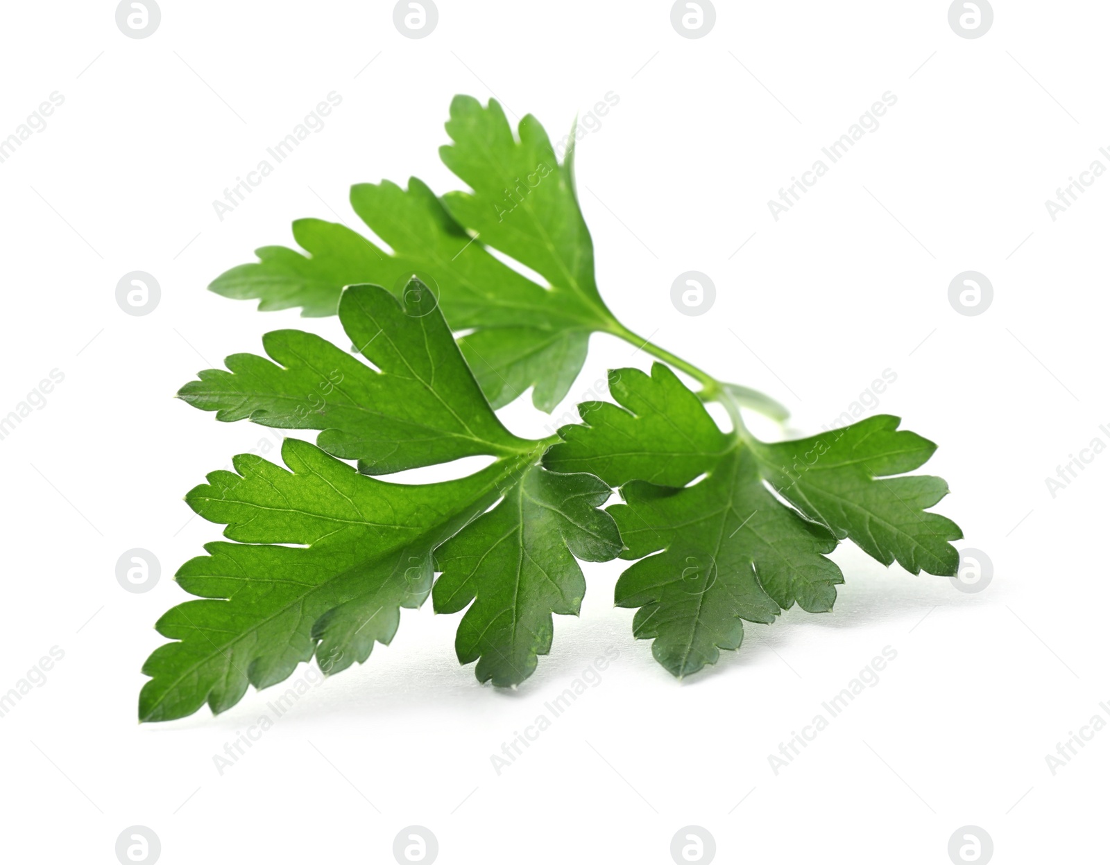 Photo of Fresh green organic parsley isolated on white