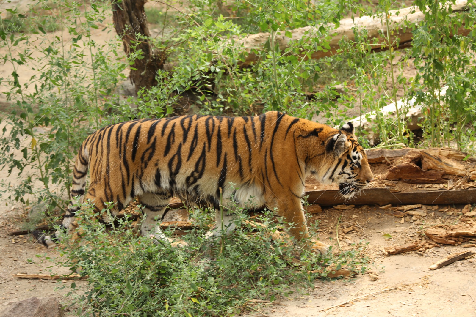 Photo of Beautiful Bengal tiger in zoo. Wild animal