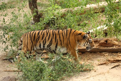 Beautiful Bengal tiger in zoo. Wild animal