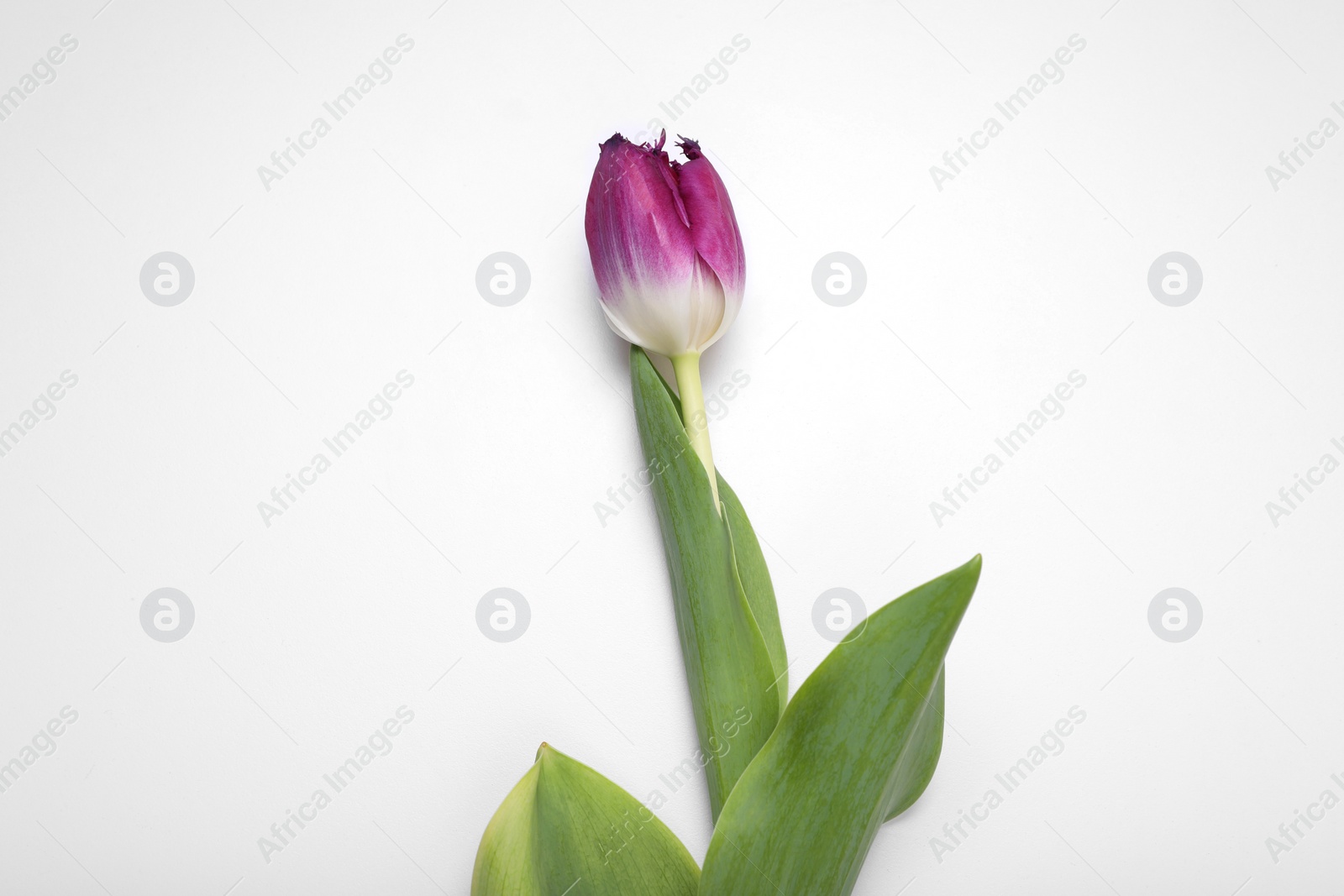 Photo of Beautiful purple tulip flower on white background, top view