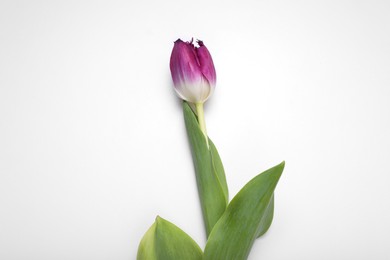 Beautiful purple tulip flower on white background, top view