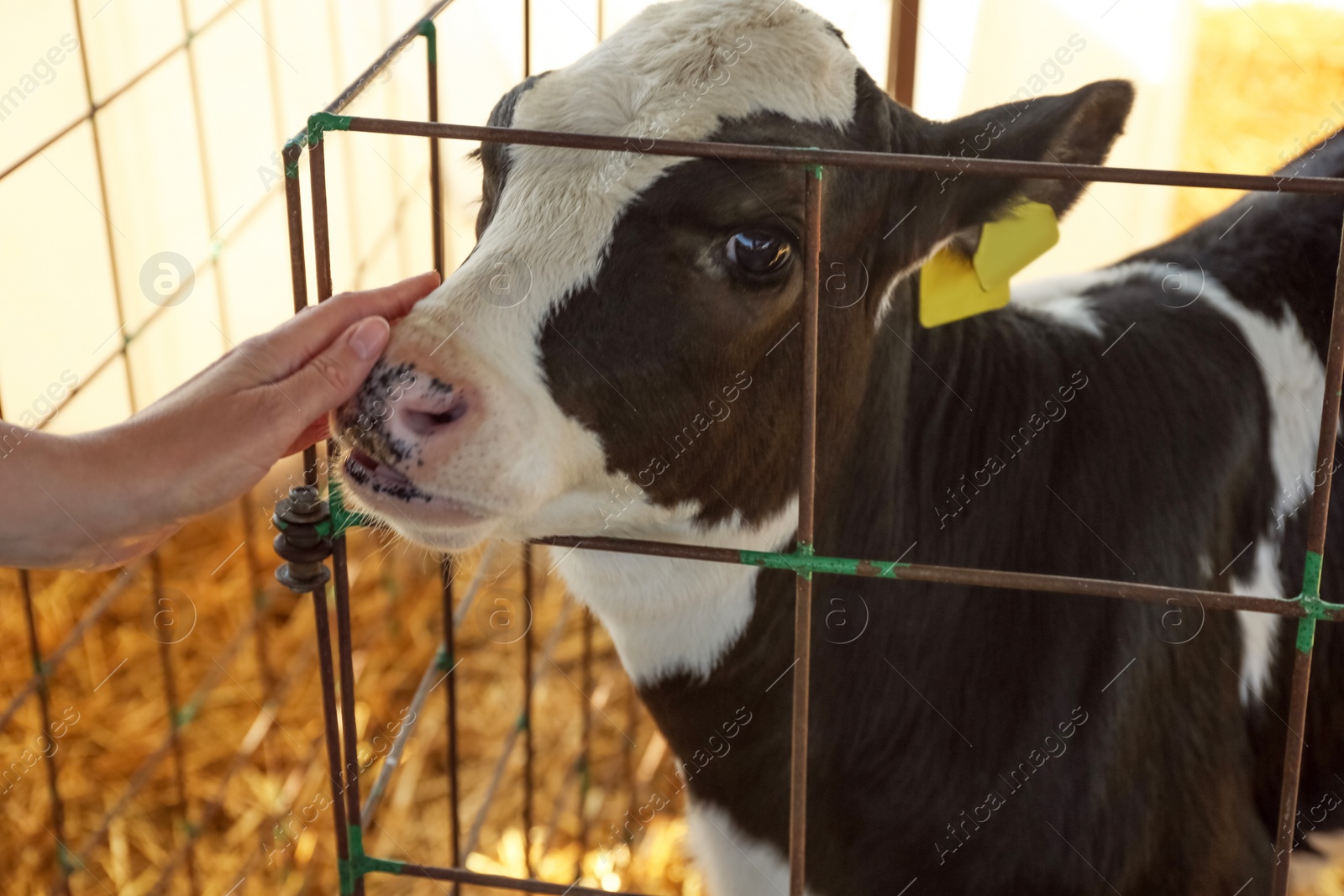 Photo of Woman stroking little calf on farm, closeup. Animal husbandry