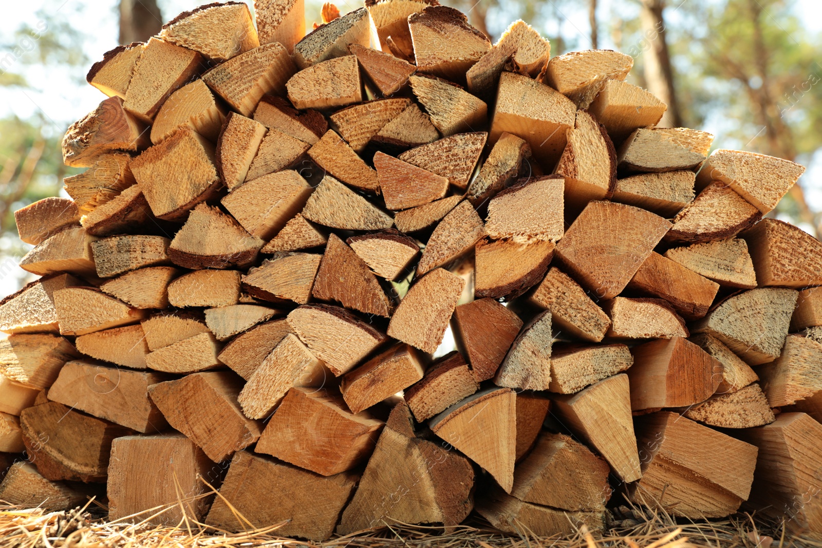 Photo of Stack of cut firewood in forest on sunny day, closeup