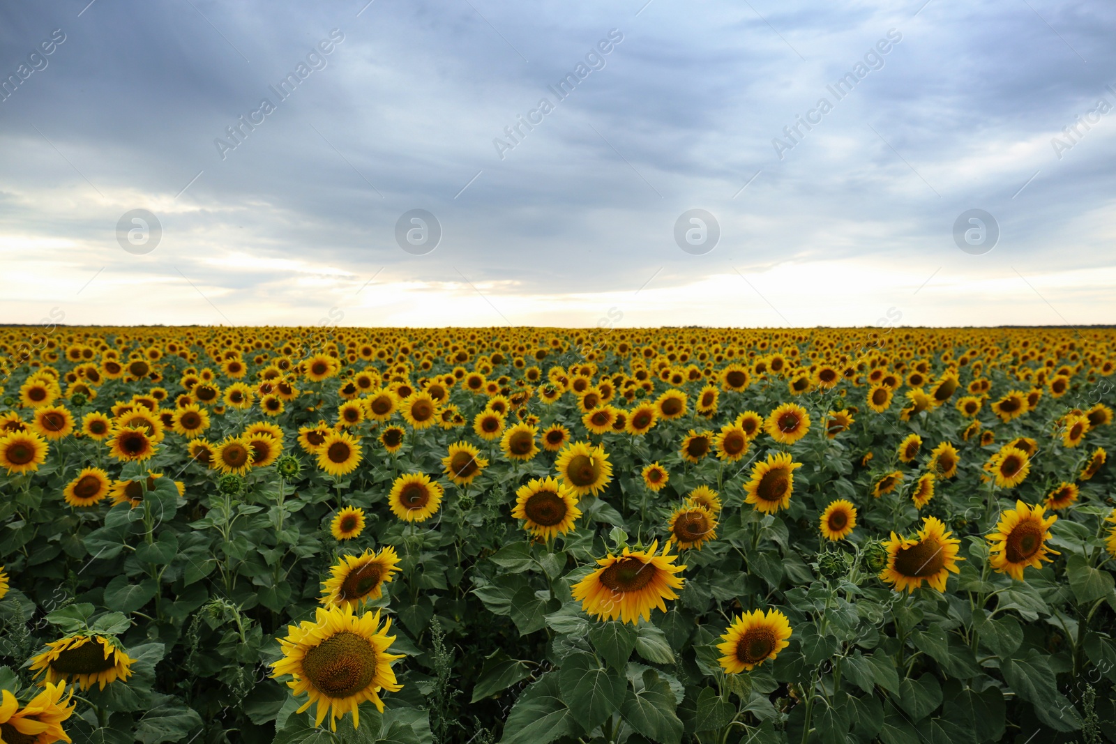 Photo of Beautiful view of field with blooming sunflowers against sky