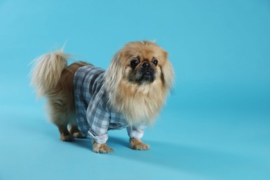 Photo of Cute Pekingese dog in pet clothes on light blue background. Space for text