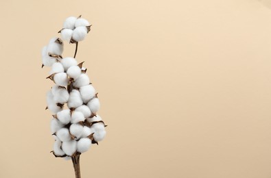 Photo of Beautiful cotton branch with fluffy flowers on beige background, space for text