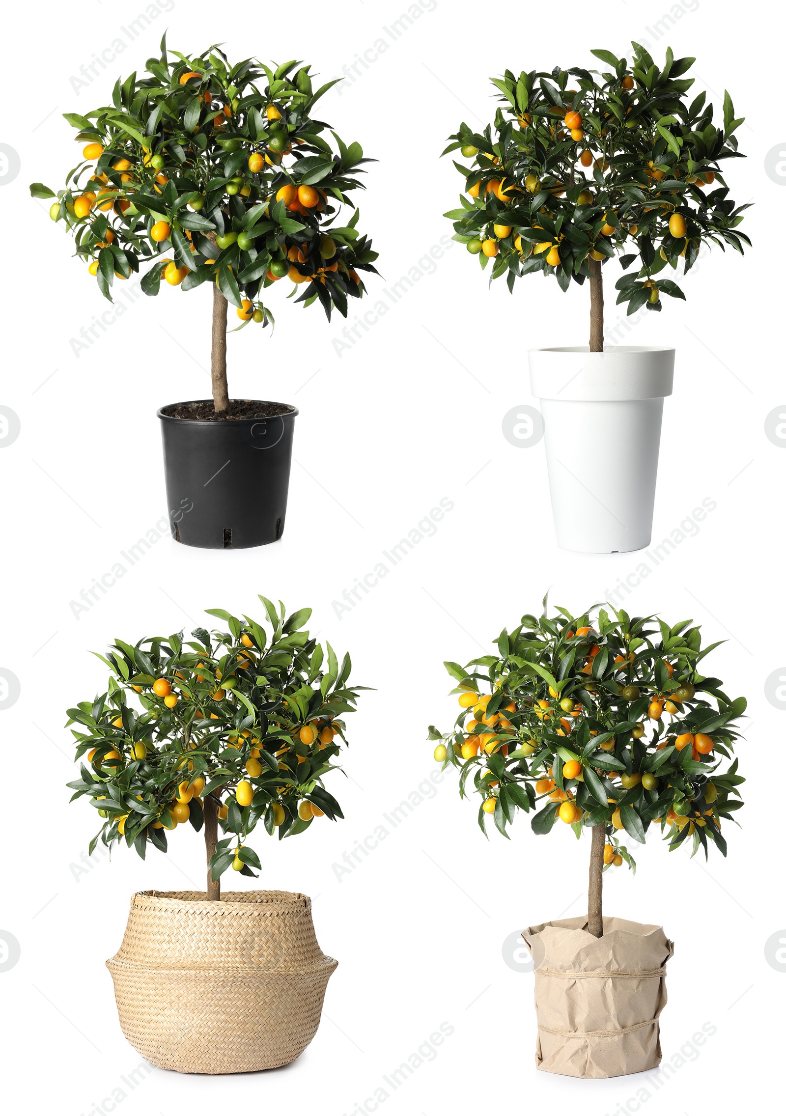 Image of Set of kumquat trees with fruits in flowerpots on white background 